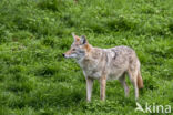 Coyote (Canis latrans)