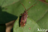 stippelblindwants (pantilius tunicatus)