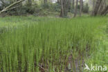 Holpijp (Equisetum fluviatile)