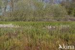 Holpijp (Equisetum fluviatile)