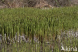 Holpijp (Equisetum fluviatile)