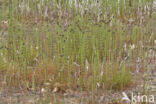 Holpijp (Equisetum fluviatile)