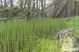 Holpijp (Equisetum fluviatile)