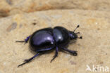 voorjaarsmestkever (trypocopris vernalis)