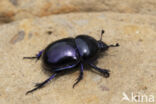 voorjaarsmestkever (trypocopris vernalis)