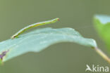 Loofboomdwergspanner (Eupithecia exiguata)
