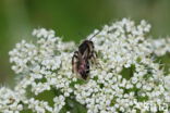 Fluitenkruidbij (Andrena proxima)