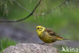 Geelgors (Emberiza citrinella)