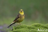 Geelgors (Emberiza citrinella)