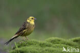 Geelgors (Emberiza citrinella)