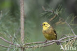 Geelgors (Emberiza citrinella)