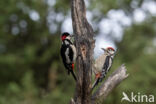 Grote Bonte Specht (Dendrocopos major)