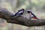 Grote Bonte Specht (Dendrocopos major)