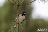 Grote Bonte Specht (Dendrocopos major)