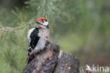 Grote Bonte Specht (Dendrocopos major)