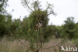 Grote Bonte Specht (Dendrocopos major)