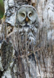 Laplanduil (Strix nebulosa)