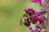 Andoornbij (Anthophora furcata)