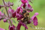 Andoornbij (Anthophora furcata)