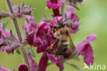 Andoornbij (Anthophora furcata)