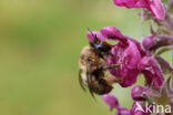 Andoornbij (Anthophora furcata)