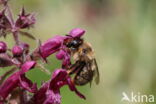 Andoornbij (Anthophora furcata)