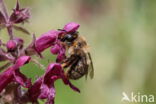 Andoornbij (Anthophora furcata)