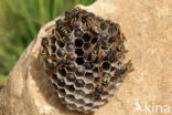 Bergveldwesp (Polistes biglumis)