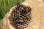 Bergveldwesp (Polistes biglumis)