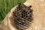 Bergveldwesp (Polistes biglumis)