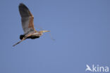 Purperreiger (Ardea purpurea)