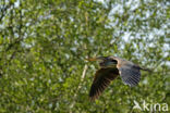 Purperreiger (Ardea purpurea)