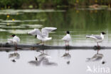 Zwartkopmeeuw (Larus melanocephalus)