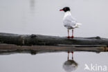 Zwartkopmeeuw (Larus melanocephalus)