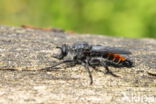 rode dennenstamjager (choerades gilva)