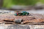 regenbooggoudwesp (chrysis equestris)