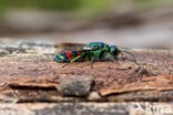 regenbooggoudwesp (chrysis equestris)