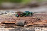 regenbooggoudwesp (chrysis equestris)