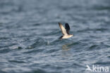 Noordse Pijlstormvogel (Puffinus puffinus)