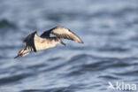 Noordse Pijlstormvogel (Puffinus puffinus)