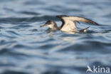 Noordse Pijlstormvogel (Puffinus puffinus)