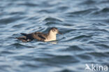 Noordse Pijlstormvogel (Puffinus puffinus)