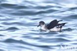 Noordse Pijlstormvogel (Puffinus puffinus)