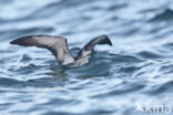 Noordse Pijlstormvogel (Puffinus puffinus)