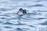 Noordse Pijlstormvogel (Puffinus puffinus)