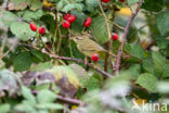 Raddes Boszanger (Phylloscopus schwarzi)