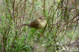 Raddes Boszanger (Phylloscopus schwarzi)