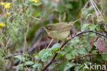 Raddes Boszanger (Phylloscopus schwarzi)