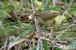 Raddes Boszanger (Phylloscopus schwarzi)