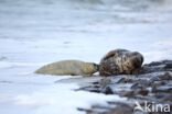 Grijze zeehond